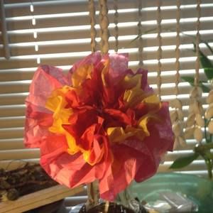 Meet your Posher, Colleen